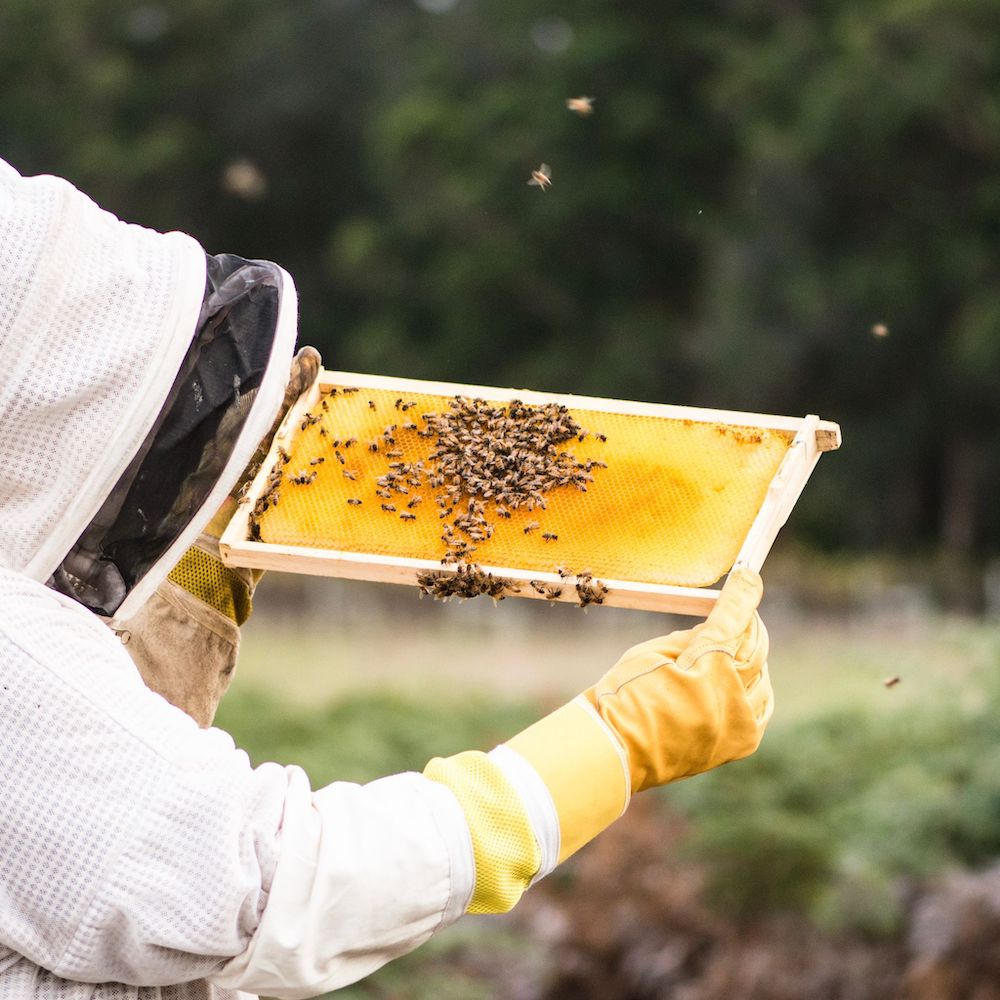 The Rare Honey Company